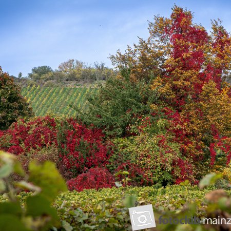2025: "Herbstfarben im Weinberg"